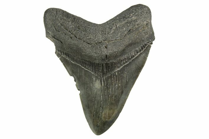 Fossil Megalodon Tooth - South Carolina #321324